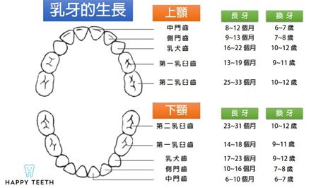 人有幾個牙齒